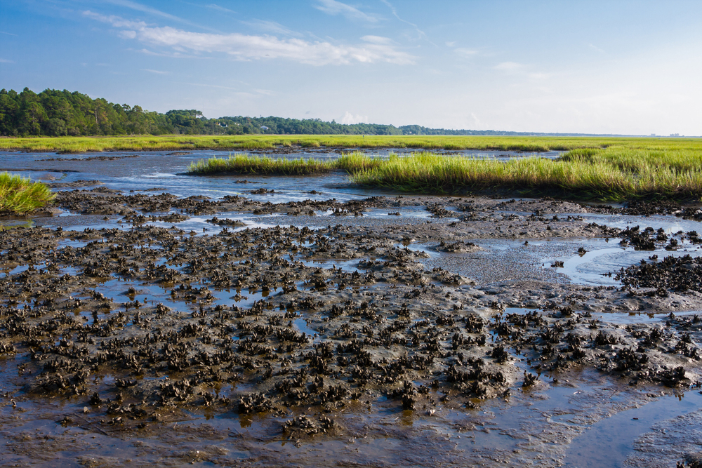 Oyster bed and anxiety