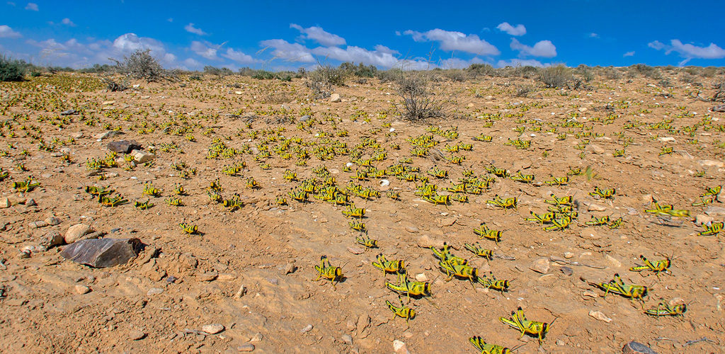 Locusts overcoming size disadvantage