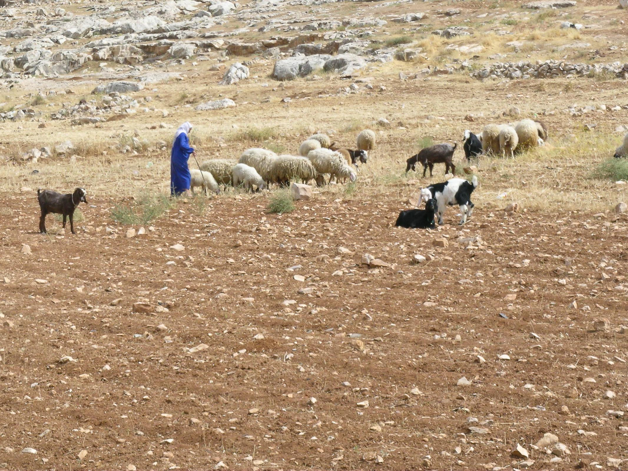 Shepherding sheep in Bethlehem