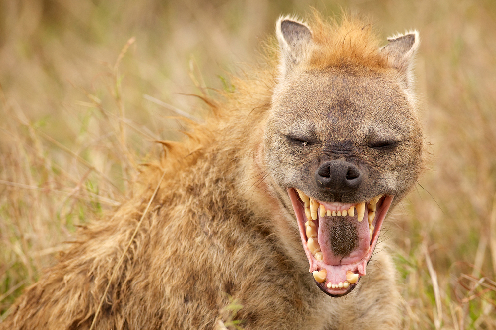 Discouraged by laughing hyenas