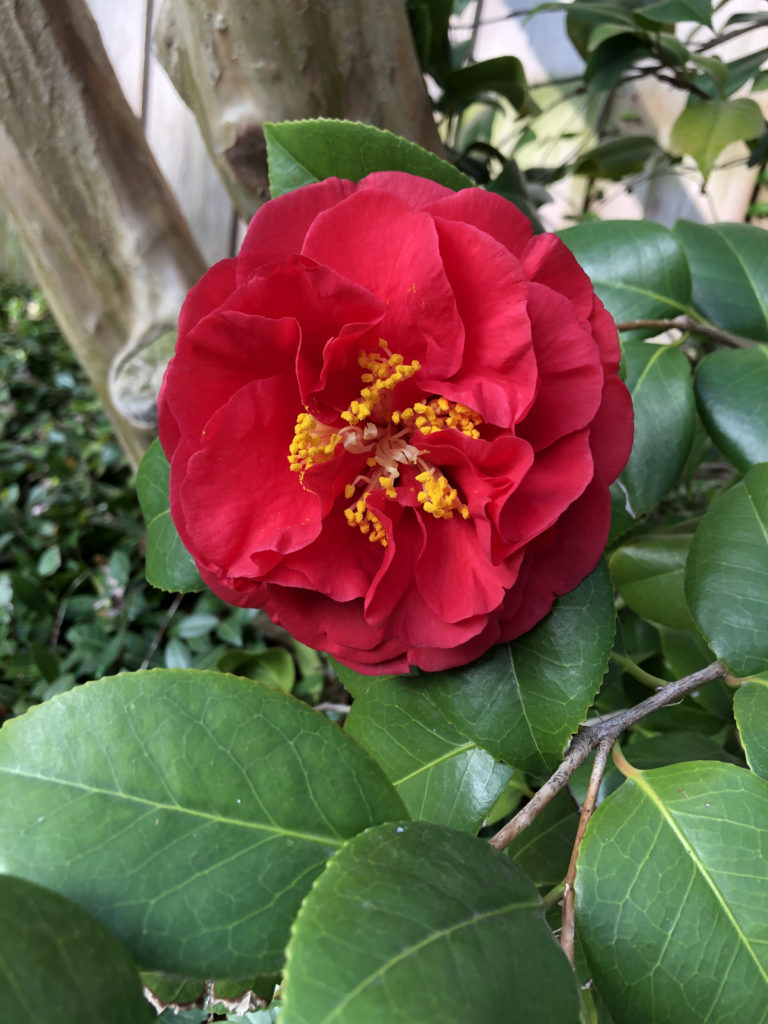 camellias like cancer survivors