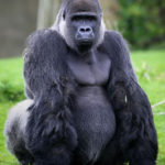 Big gorillas strengthen faith