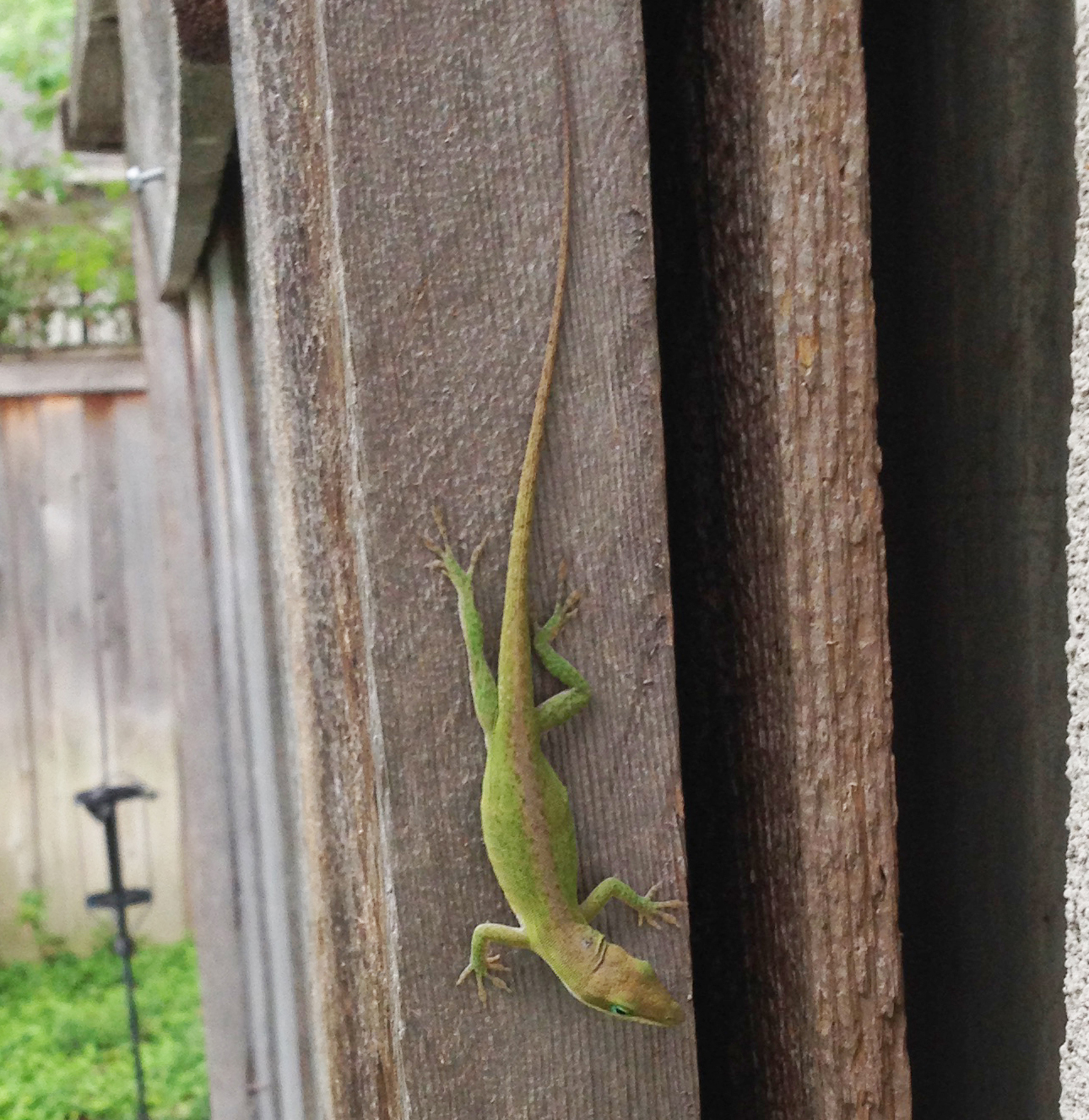 Lizardenteringhouse Steve Blaising