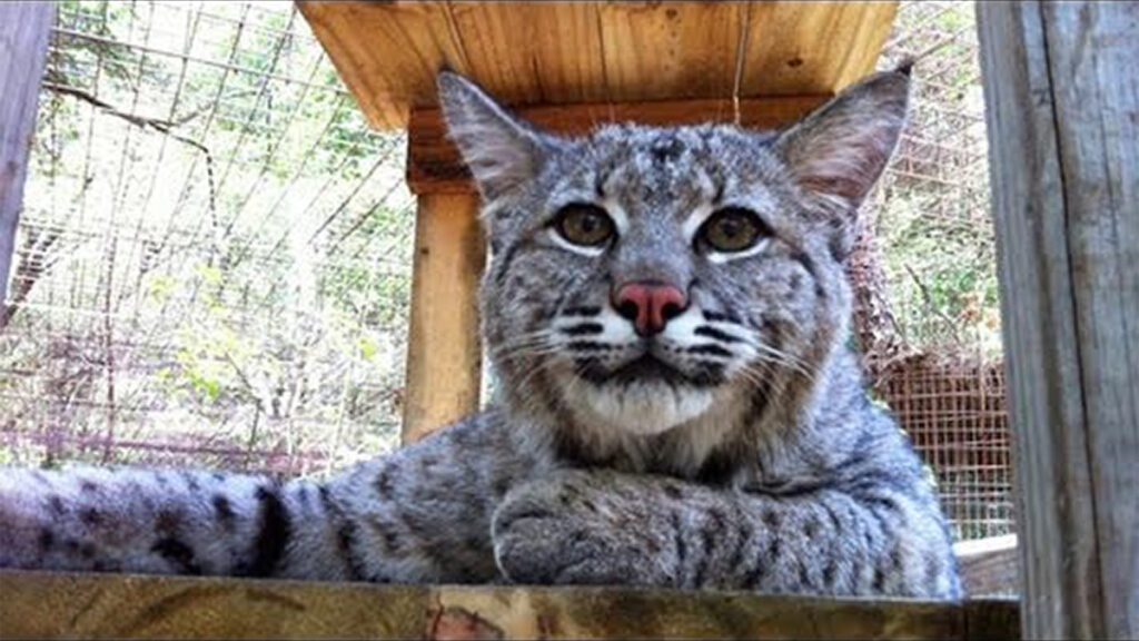 Watchful bobcat illustrating worry
