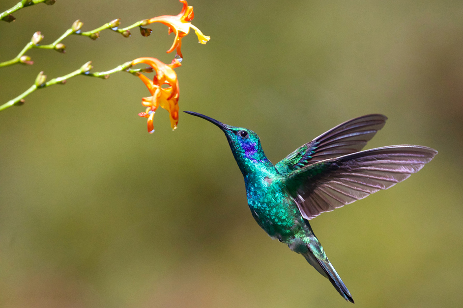 Hummingbirds find joy daily