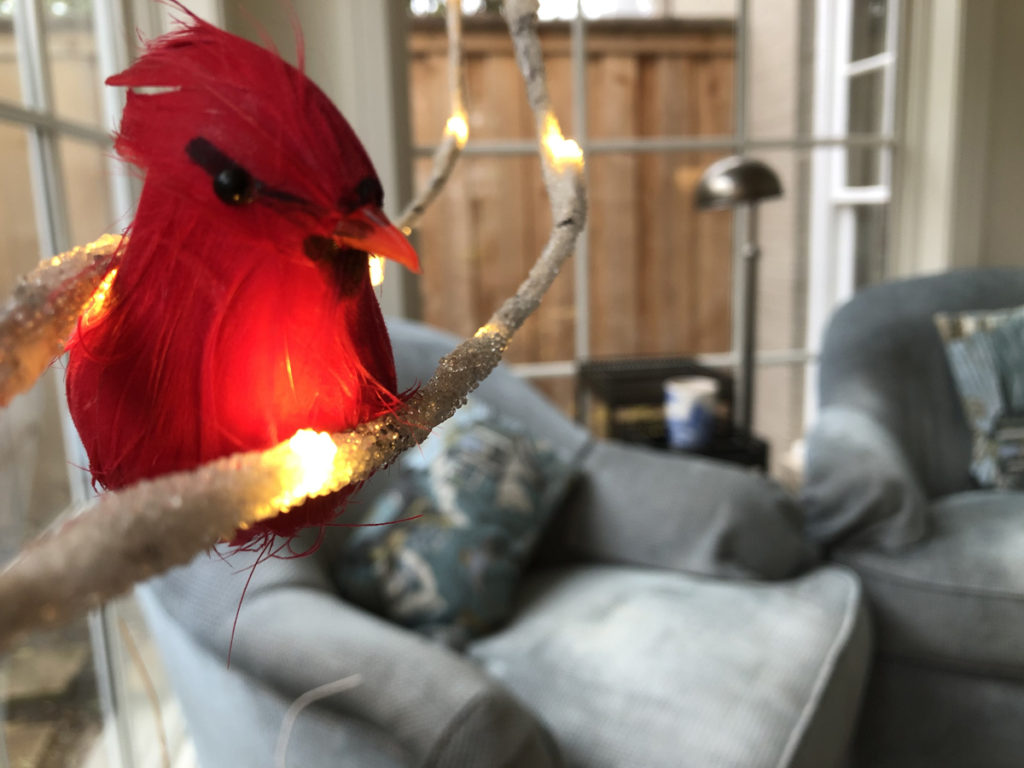 Cardinals inspire daily rituals