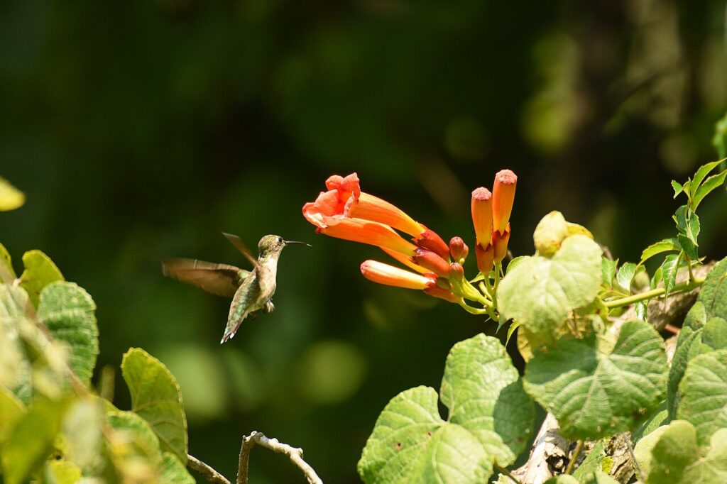 Finding joy through nectar