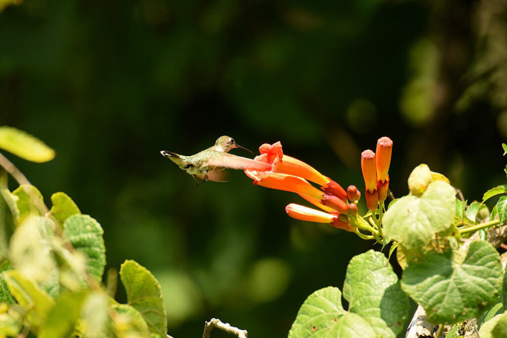 Finding joy with hummingbirds