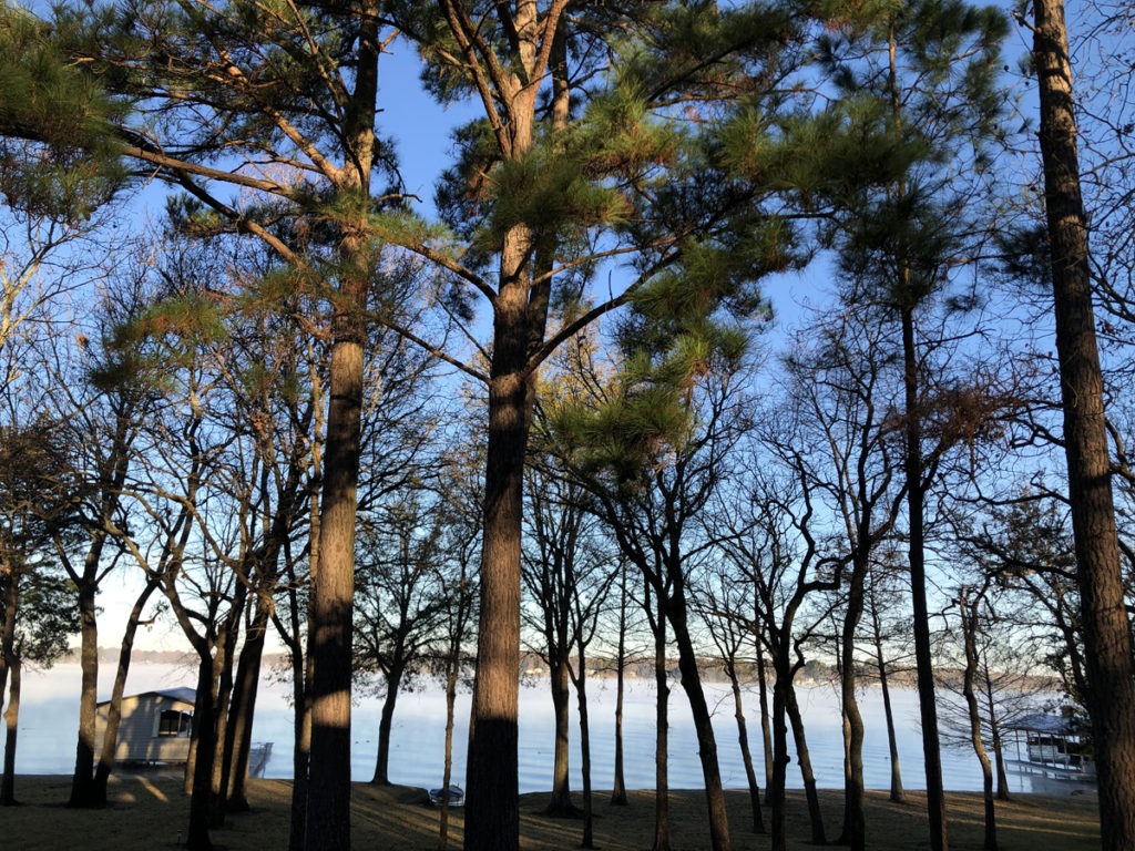 Trees and lasting happiness