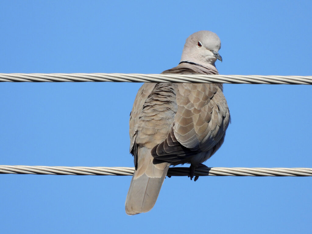 Mourning dove on grief