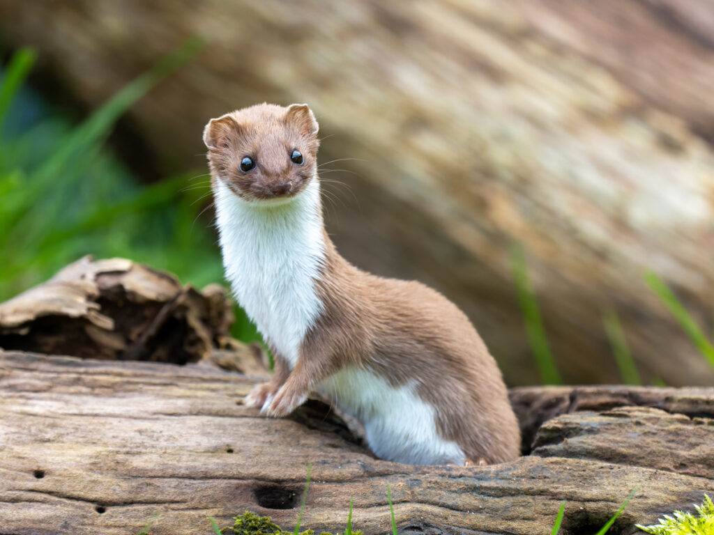 Bliss is happier than a weasel