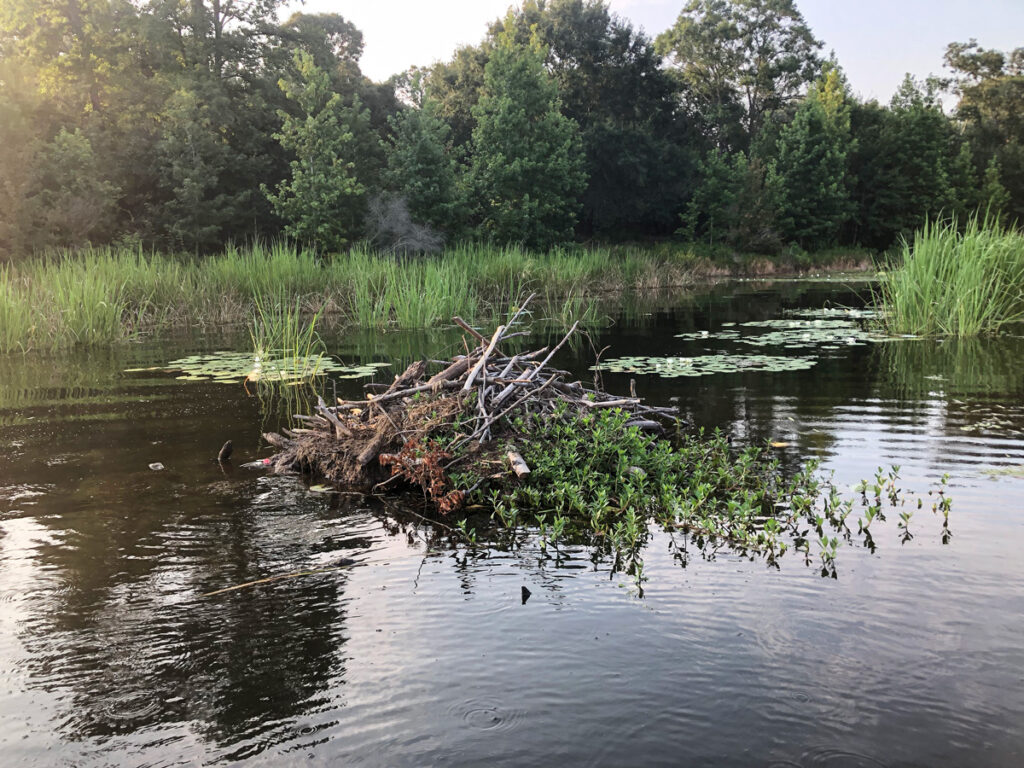Beaver lodge summer heat