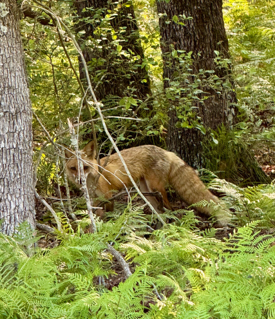 Enchanted fox Athens Texas